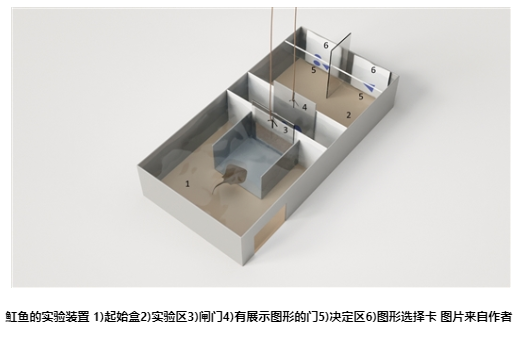魚的算術能力堪比無脊椎動物