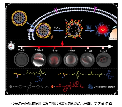 長沙理工大學和湖南師范大學： 斑馬魚實驗揭示內源性多硫化氫在胚胎發育階段濃度變化