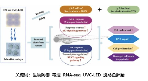 斑馬魚(yú)胚胎對(duì)UVC輻射反應(yīng)的轉(zhuǎn)錄組分析