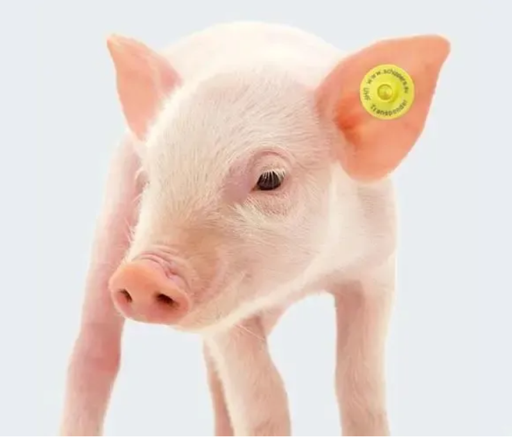 干貨滿滿！實驗動物常用標記方法有哪些？看這篇足夠了-江蘇網站制作