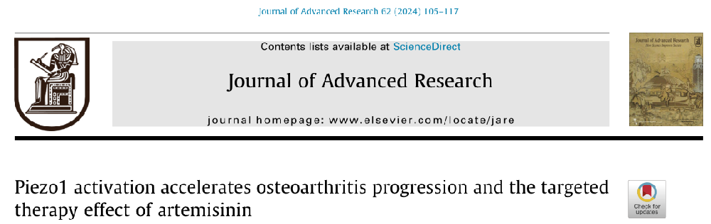 J Adv Res：青蒿素抑制Piezo1的激活和小鼠骨關(guān)節(jié)炎的進(jìn)展