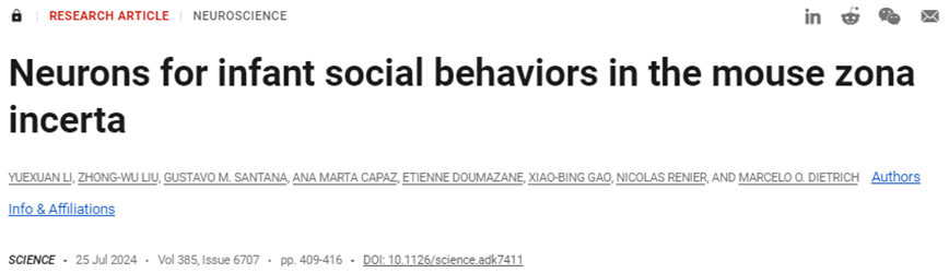 Science：新研究發現在母鼠與幼鼠互動時，幼鼠大腦未定區中的神經元變得更加活躍