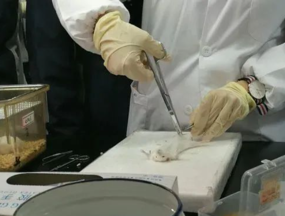 實驗動物病理取材步驟以及注意事項，附不同臟器取材細節