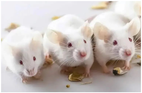 做動物實驗，我們要分幾組？每組要幾只動物？怎么分配動物？一文全解答！