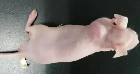 實(shí)驗(yàn)動(dòng)物的腫瘤體積怎樣測量才是正確的，看看你測量對(duì)了嗎？