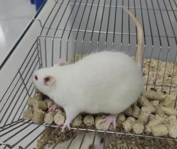 【動物模型】三類失血性休克動物模型的構建