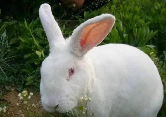 實驗動物知識 | 帶你了解實驗兔，原來它還有這么多品系，漲知識了！
