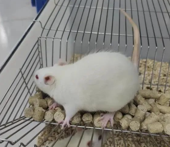 【動物模型】三類失血性休克動物模型的構建