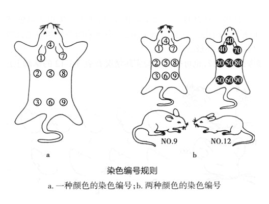 實驗動物的個體標識技術-江蘇網站制作