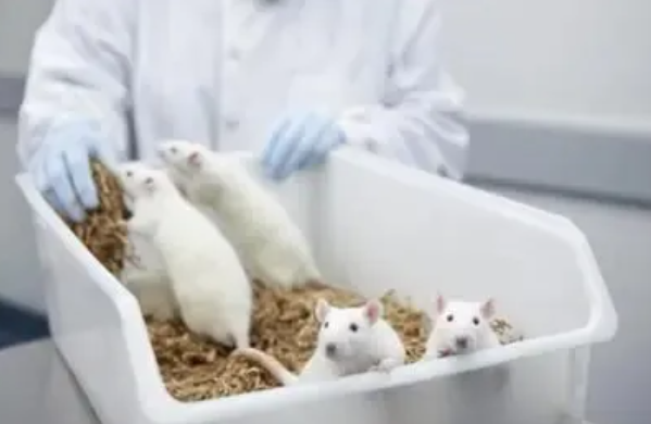 【動物實驗】常見人類疾病動物模型構建技術原理