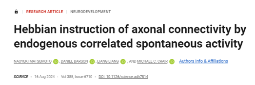 Science揭秘：在出生之前，哺乳動物大腦中的腦細胞如何形成精確神經回路
