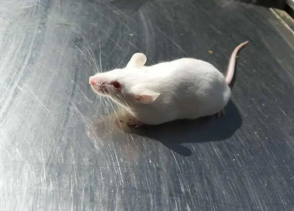 動物行為學實驗包括哪些？帶你了解這5種常見動物行為學實驗