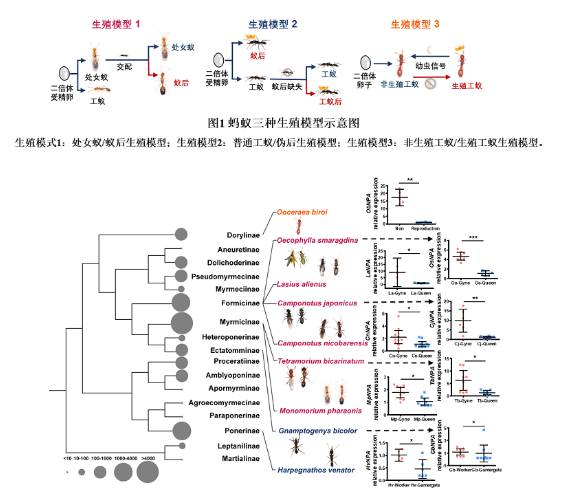 生物多樣性基因組學研究課題組揭示螞蟻進化中保守的調控生殖可塑性的分子機制