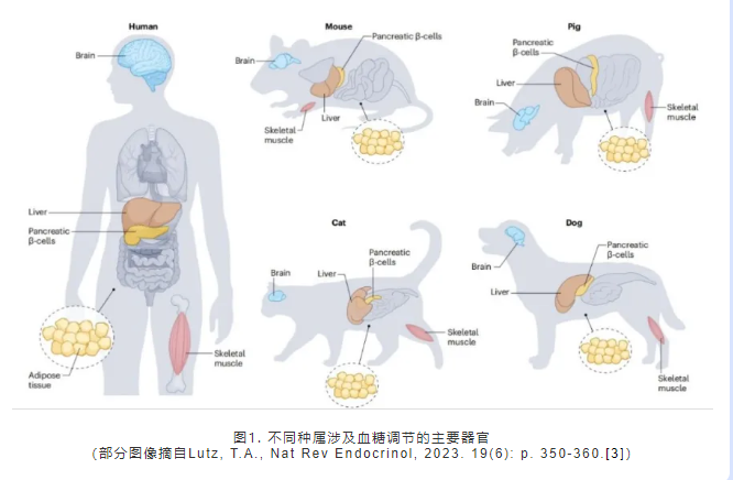 美鳳力成功建立周期短、經(jīng)濟(jì)穩(wěn)定的1型、2型糖尿病大動(dòng)物模型-江蘇網(wǎng)站制作